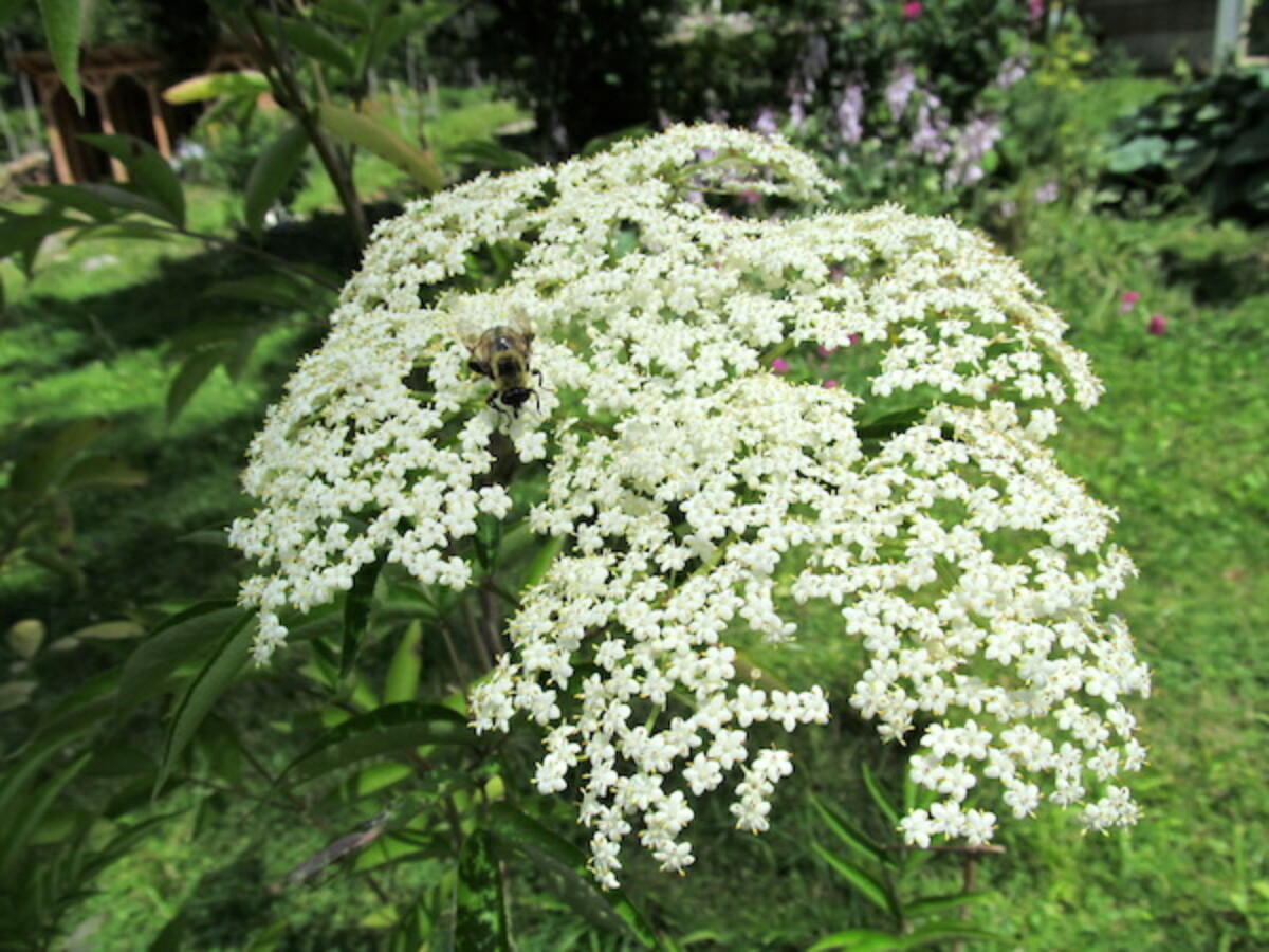 bee on elderflower