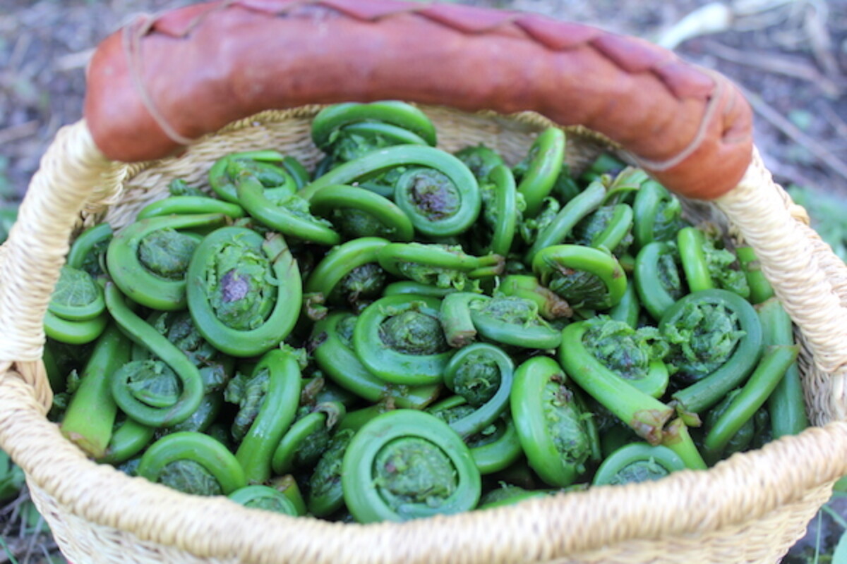 Basket of fiddlehead ferns harvested in the early spring. They're a dependable perennial vegetable in the Northeast.