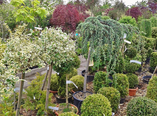 backyard plant nursery