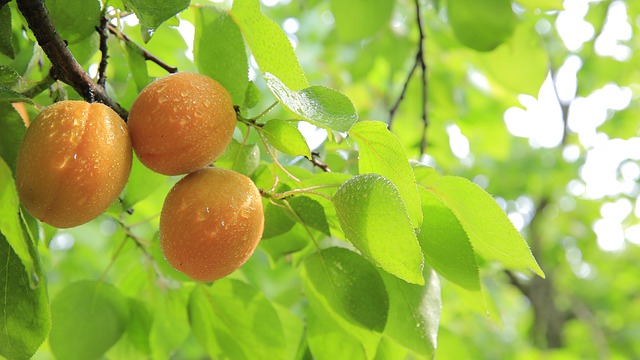 Apricots on tree