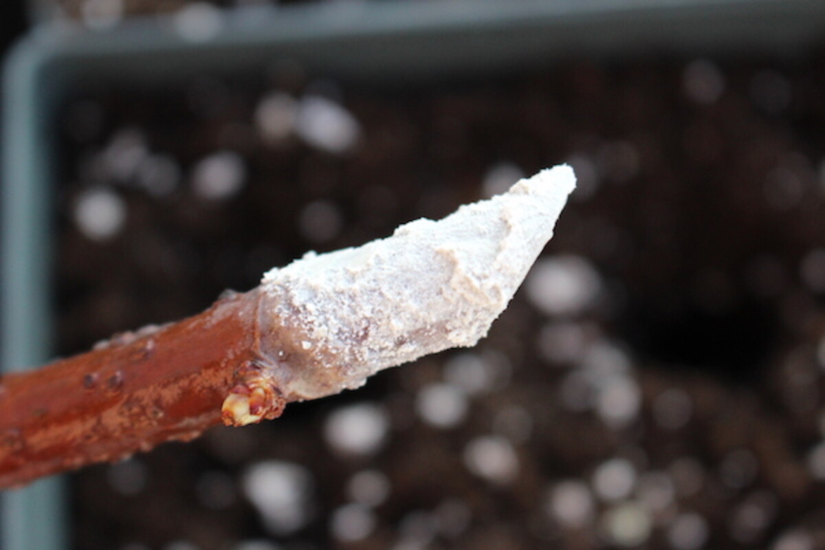 Dipping elderberry cuttings in rooting hormone before planting.
