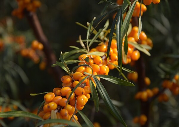 Sea Buckthorn Plant in Fruit