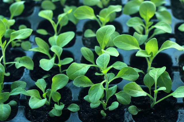 vegetable seedlings