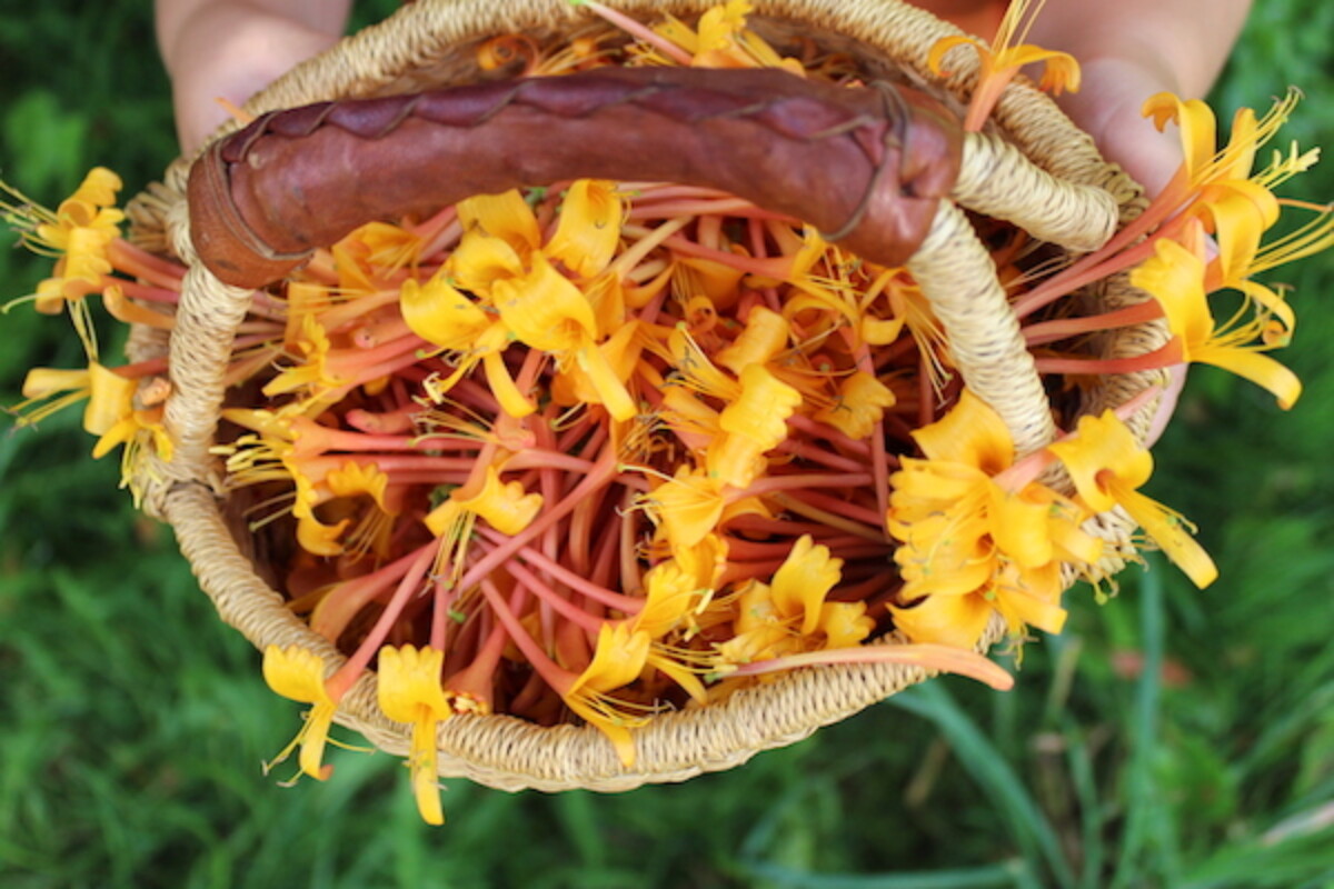 Basket of Edible Honeysuckle
