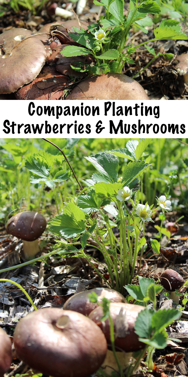 Companion Planting Strawberries and Mushrooms ~ Growing Mushrooms with Strawberries to Increase Yields in Permaculture Plantings #companionplanting #strawberries #mushrooms #winecapmushrooms #permaculture #homesteading #gardening #growyourownfood