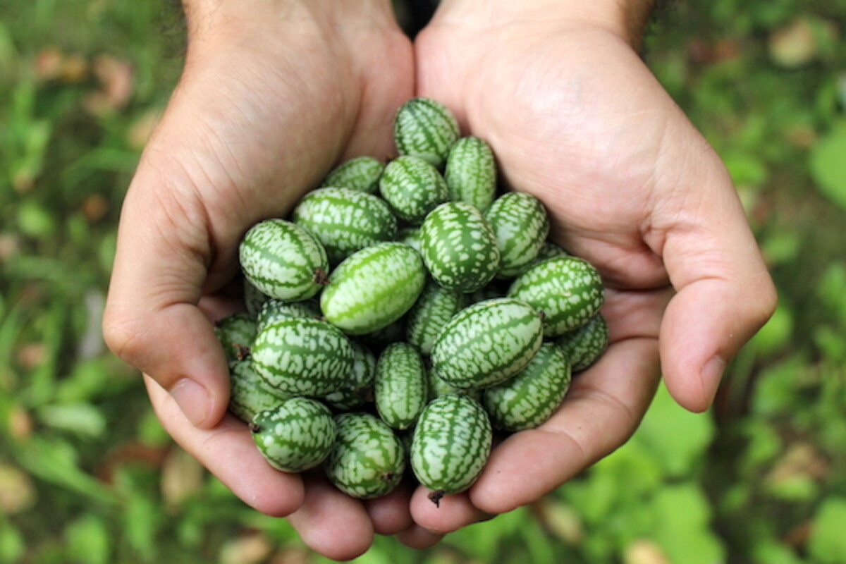 Harvested from a cucamelon plant, these miniature melons are actually a tiny cucumber relative