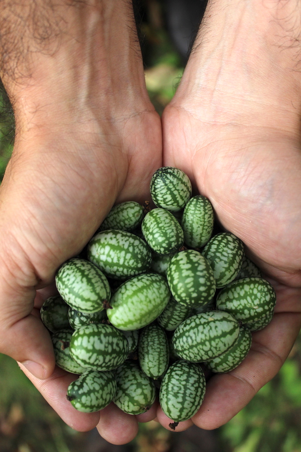 Cucamelon fruits harvested and ready for use