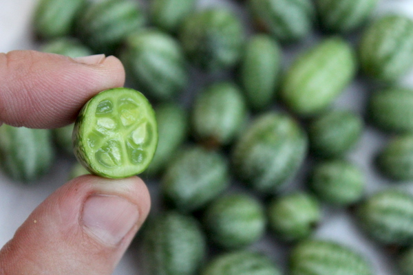 What does a cucamelon look like on the inside? Mostly like a tiny cucumber