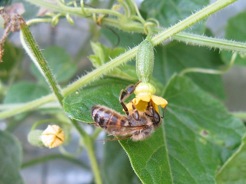Cuamelon Plant Pollination