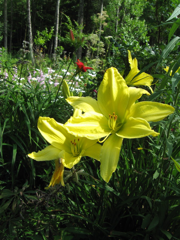 Edible daylilly