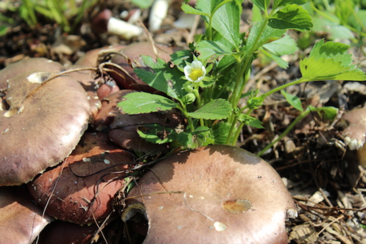 Growing Mushrooms with Strawberries