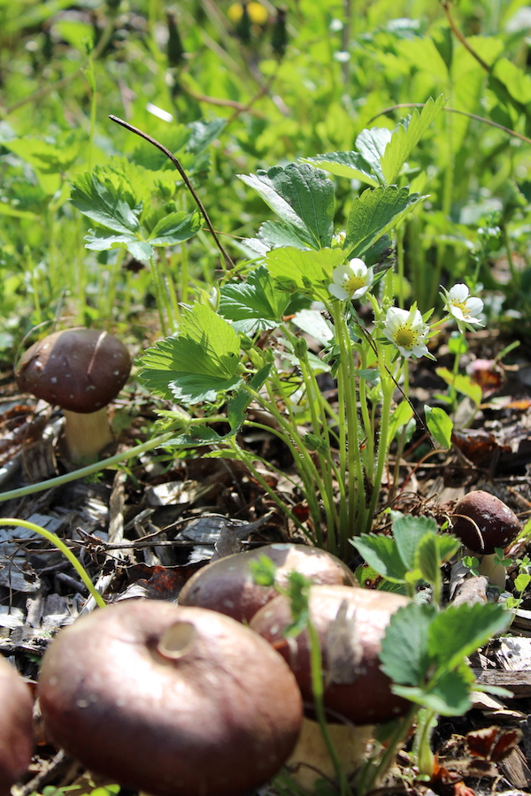 Growing Strawberries with Mushrooms