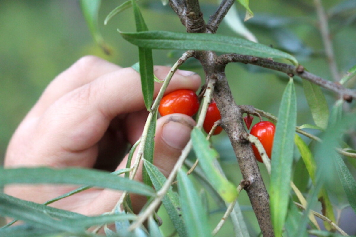 Harvesting Sea Buckthorn