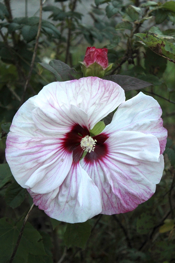 Edible Hibiscus