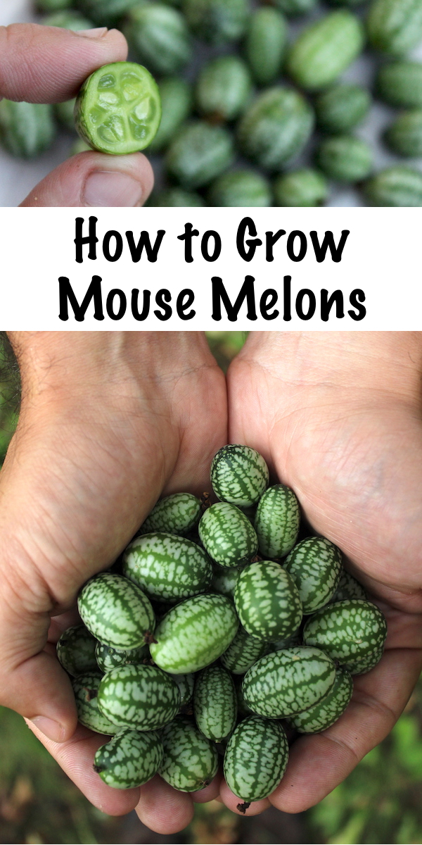How to Grow Mouse Melons ~ Also known as cucamelons, mexican sour gerkins or sandiitas. This tiny cucumber relative is neither a cucumber, nor a melon. They taste like a crisp cucumber that's been kissed by a lime. Cucamelons are perennial in zones 7-10, or annual everywhere else. #cucamelon #mousemelon #ediblegarden #gardening #homesteading #vegetablegarden