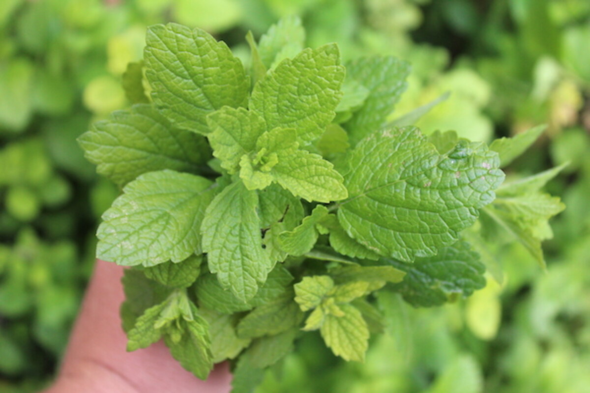 Home Harvested herbs are tasty, try any of these Lemon Balm uses
