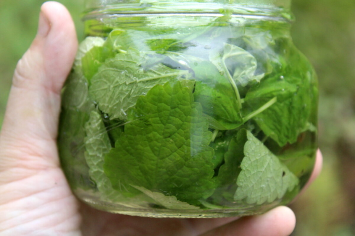 Infusing lemon balm in vodka to make a homemade lemon balm extract (tincture).