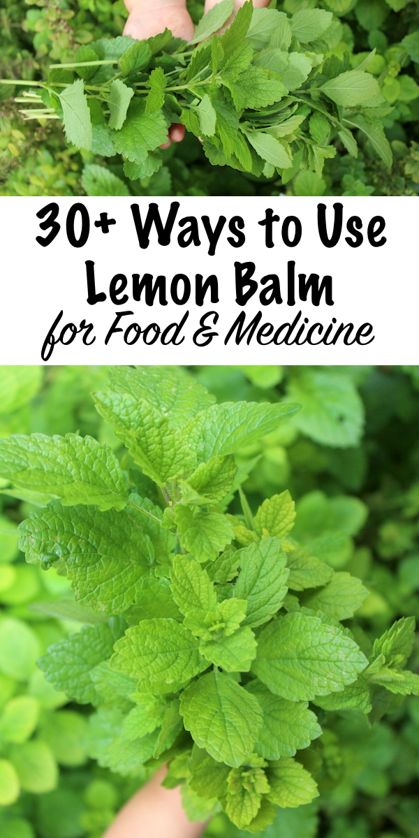 30+ Ways to Use Lemon Balm ~ Lemon balm is a lovely addition to any herb garden, and it produces huge crops of fragrant leaves in the summer months. Lemon balm recipes range from sweet to savory, and lemon balm drinks are especially enticing. Beyond that, the medicinal benefits of lemon balm are pretty impressive. Here are a few ways to use lemon balm in recipes and for medicine. #lemonbalm #herbs #uses #recipes #herbgarden