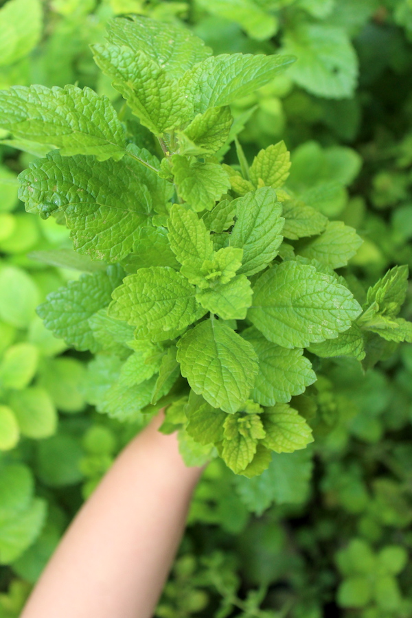 Handful of lemon balm