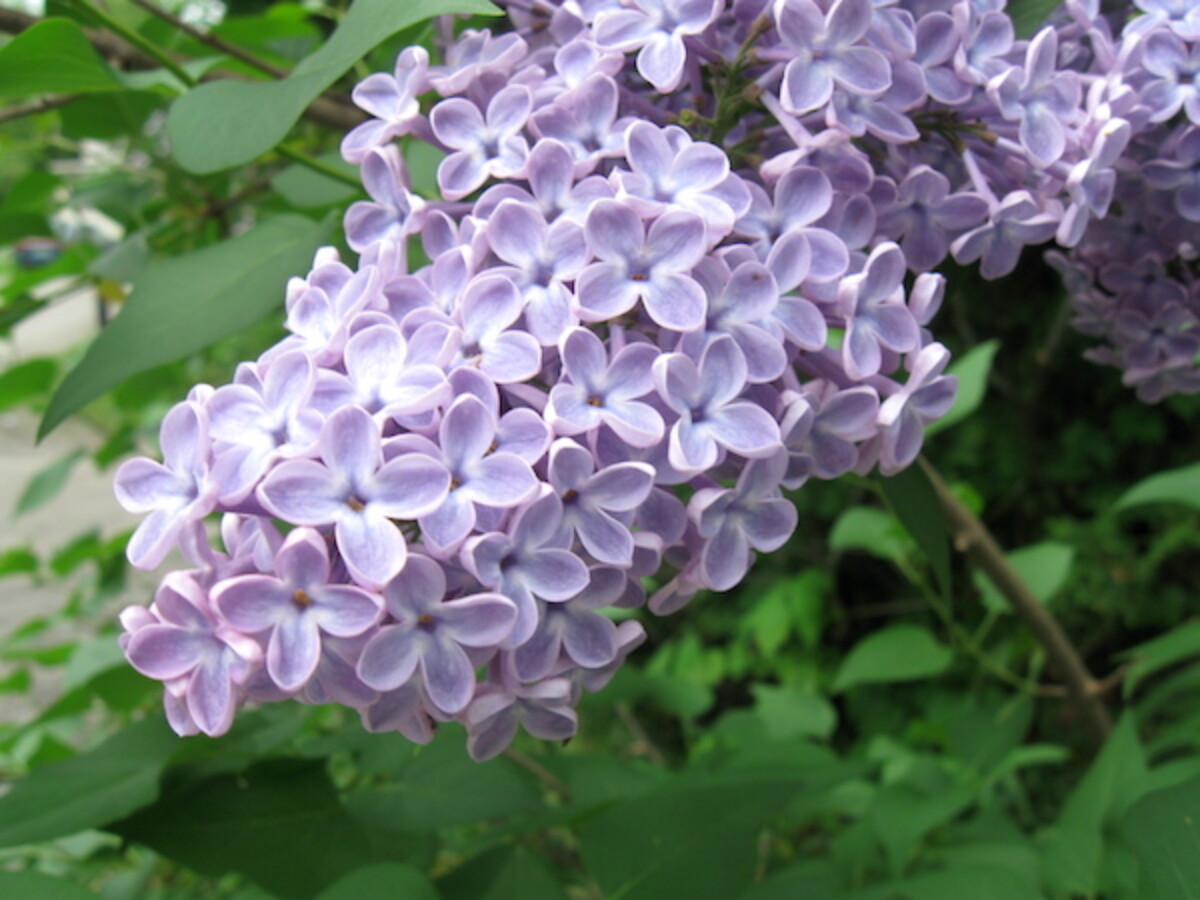 Edible Lilac
