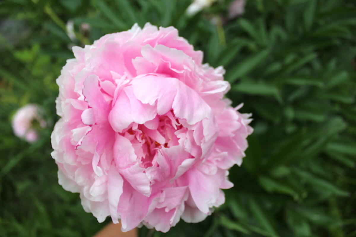 Edible peony blossoms