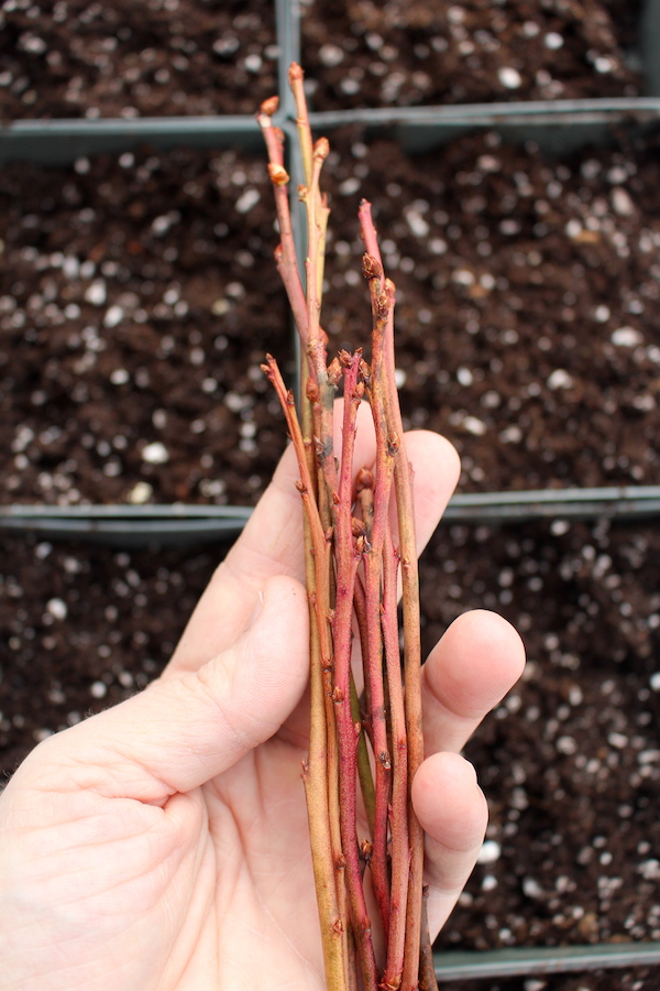 Propagating Blueberries