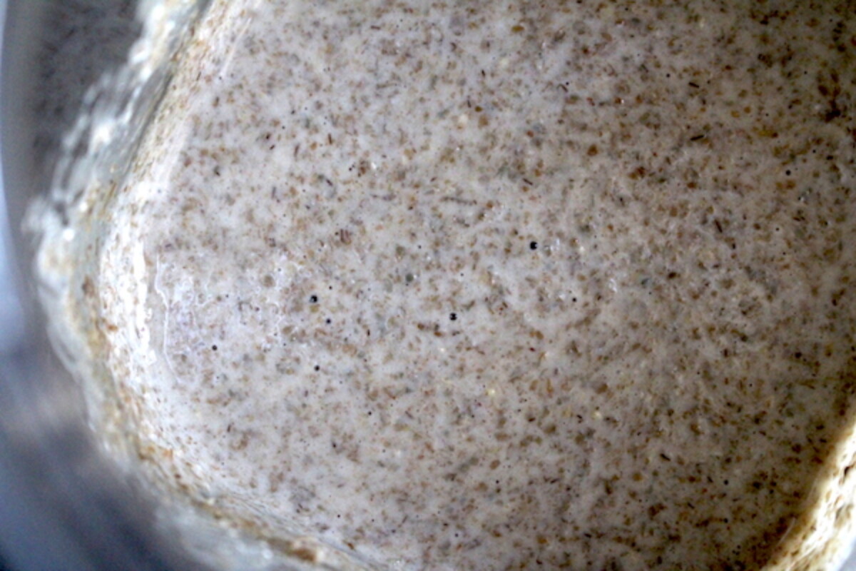ye Sourdough Starter after 48 hours