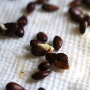 growing apples from seed
