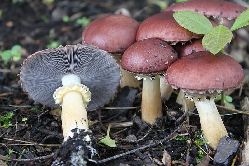 Stropharia rugosa-annulata