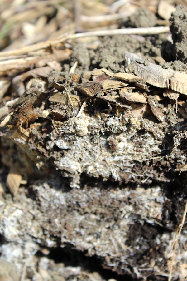 Winecap Mushroom mycelium