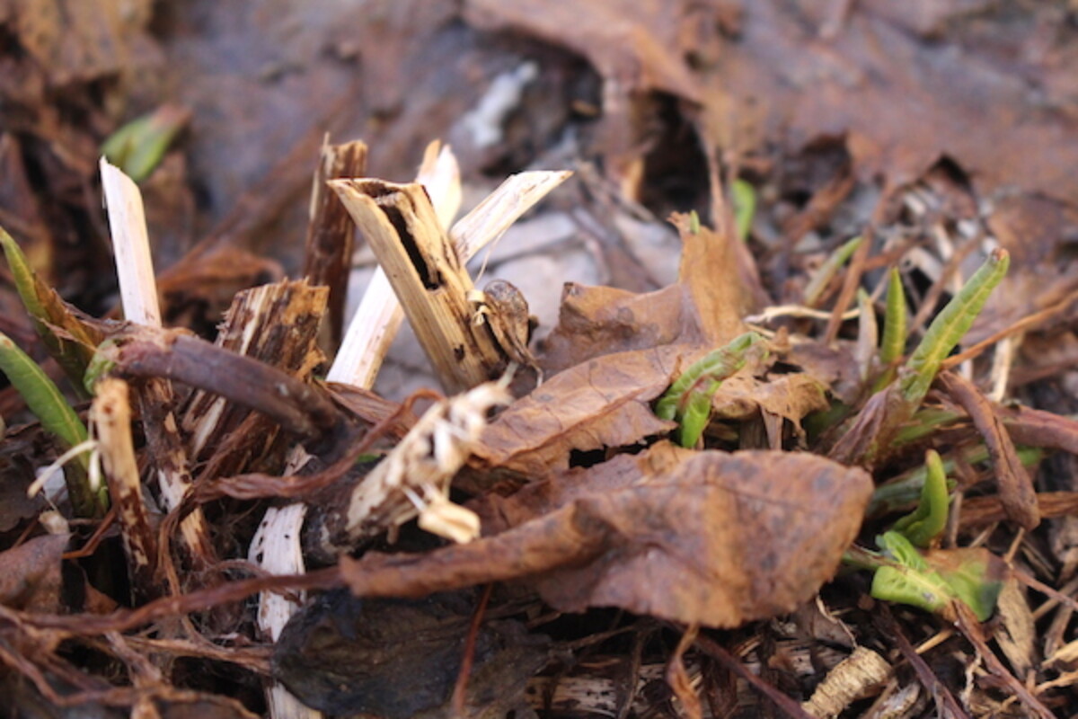 Yellow Dock Sprouting
