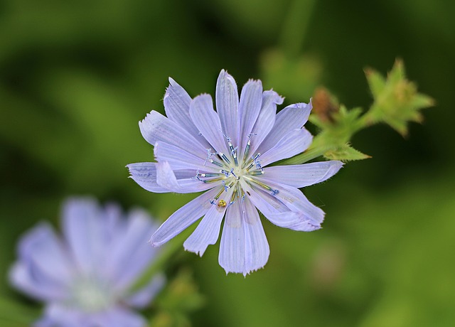 Chicory Flower