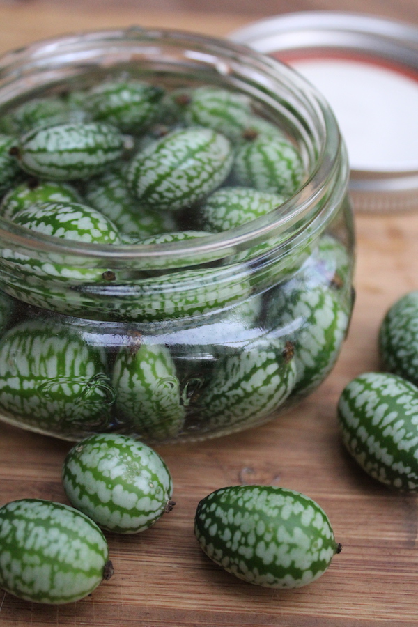 Homemade cucamelon pickles