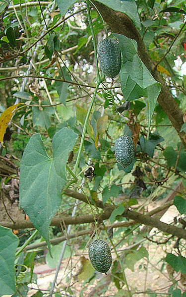 Cucamelon Plant ~ These delicate vines produce tiny mouse melons, similar to cucumbers