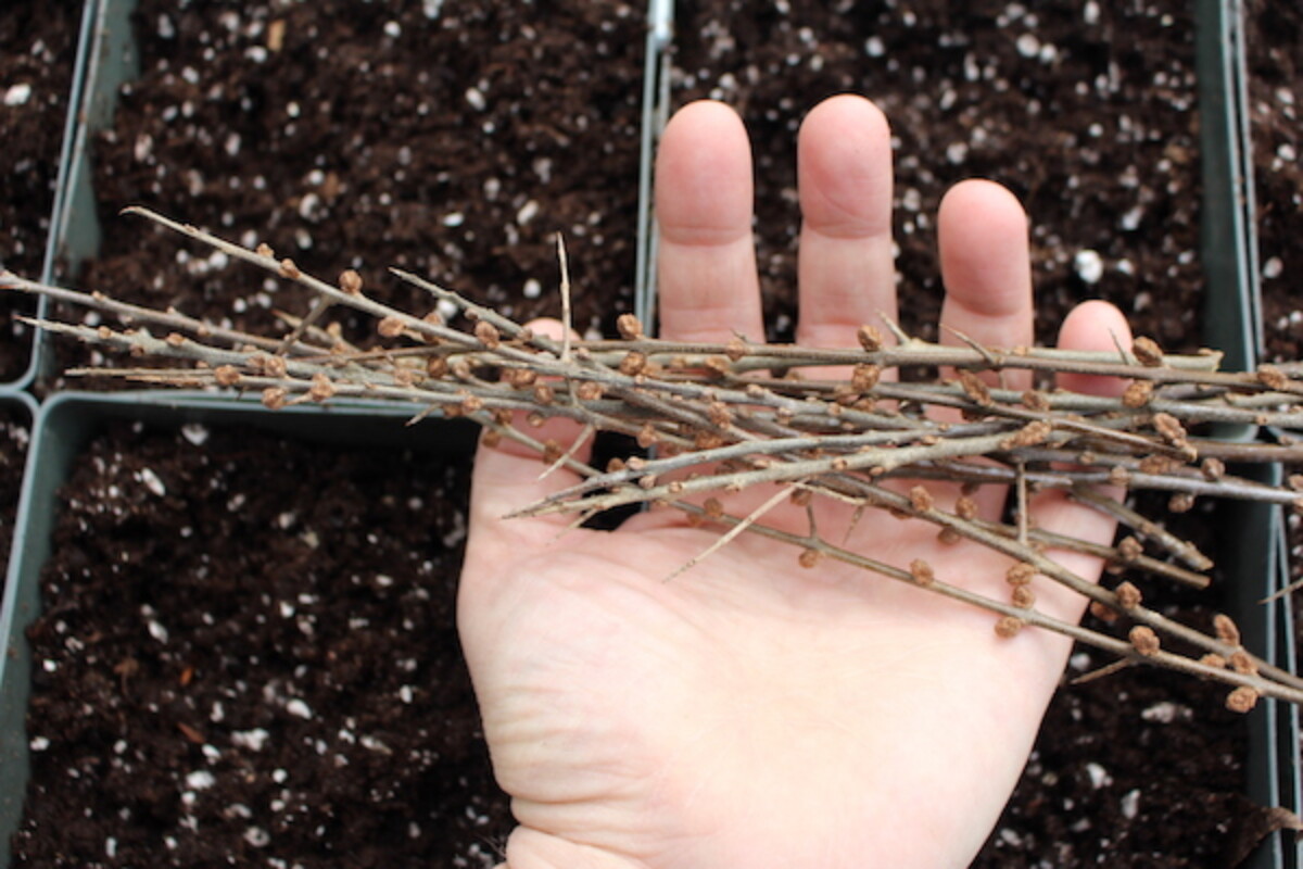 propagating sea buckthorn from hardwood cuttings