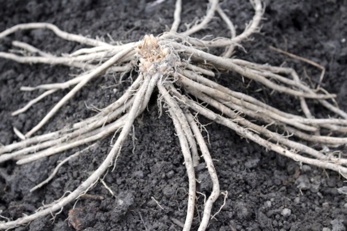 A mound of soil at the bottom of the planting trench helps support this asparagus crown, and ensures that the roots spread in all directions.