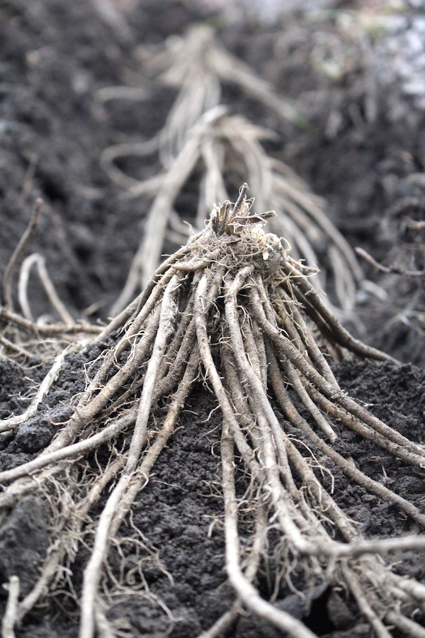 Planting asparagus crowns in a trench.