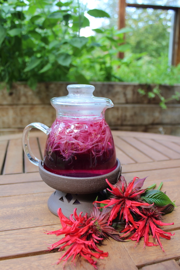Homemade bee balm tea with edible flowers