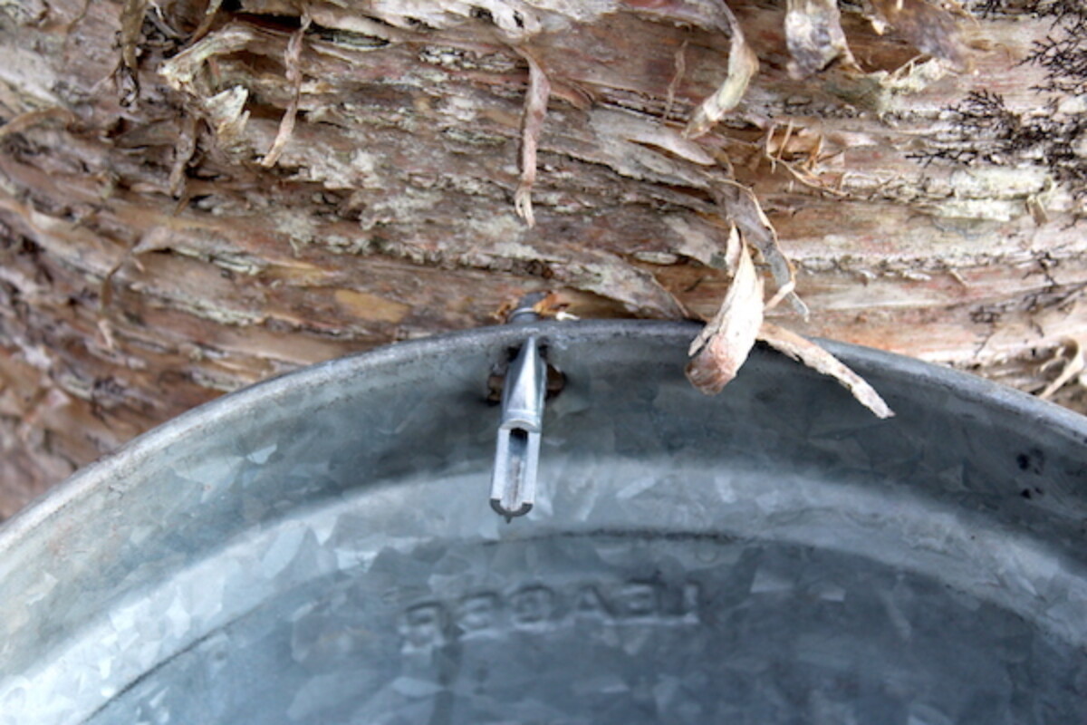 Birch trees are tapped for both fresh sap and boiled syrup, just like maple trees.