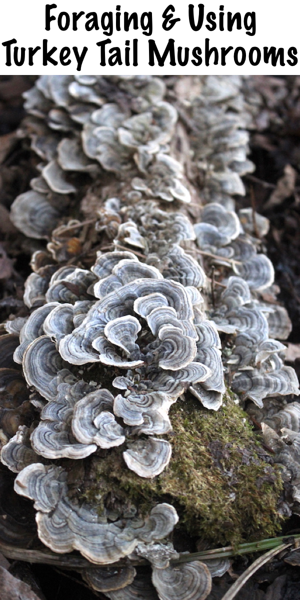 Foraging and Using Turkey Tail Mushrooms ~ Turkey Tails are one of the best known medicinal mushrooms, and one of the most expensive. They're also common all around the world, and relatively easy to forage for yourself. #medicinal #mushrooms #turkeytail #ediblemushrooms #foraging  #uses