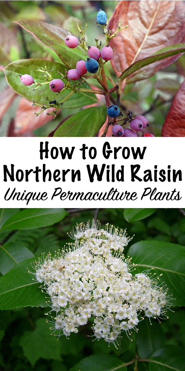 How to Grow Northern Wild Raisin ~ This unique permaculture plant is low maintenance and produce edible berries, as well as abundant bee forage. #wildraisin #permaculture #edible #berries #foraging