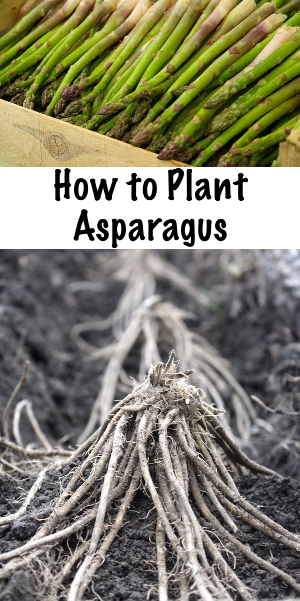 How to Plant Asparagus ~ Planting asparagus in the garden can pay back for years to come, assuming you've taken the time to properly prepare the soil. A well planted asparagus bed can yield for 6 weeks each spring for 20 years or more. Here's how to plant asparagus from either crowns (bare root plants) or seeds. #asparagus #growingasparagus #ediblegarden #gardeningtips