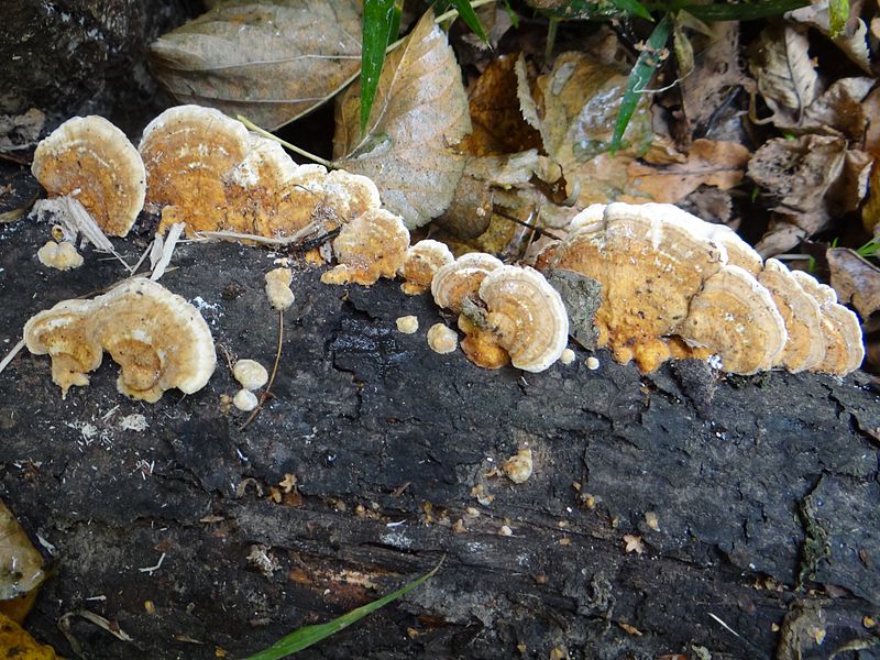 Trametes ochracea is a Turkey Tail Mushroom look alike, but the mushroom flesh is tough and rigid (rather than thin/flexible like a true turkey tail.)