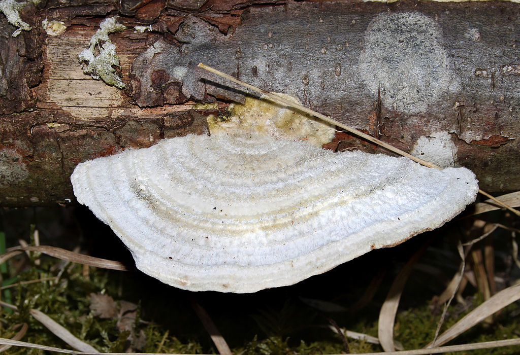 Trametes pubescens ~ A Turkey Tail Mushroom Look Alike ~ Note that the "color zones" are actually just textural.