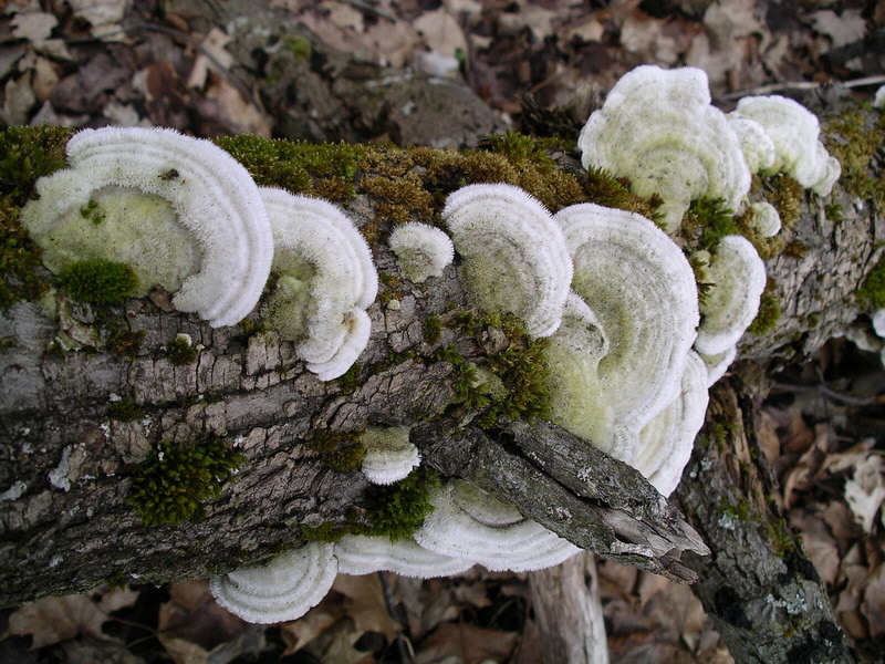 Trametes hirsuta known as Hairy Bracket Fungus. It's a common turkey tail look alike.