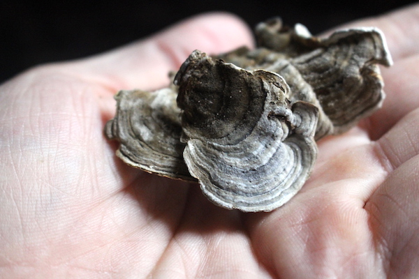 The fuzz on the top side of a true turkey tail mushroom looks a bit like a silvery sheen in the right light, and you can feel it by touch too.
