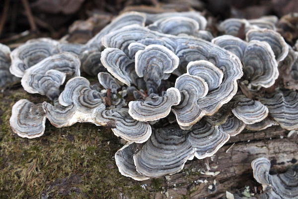 shelf fungi identification