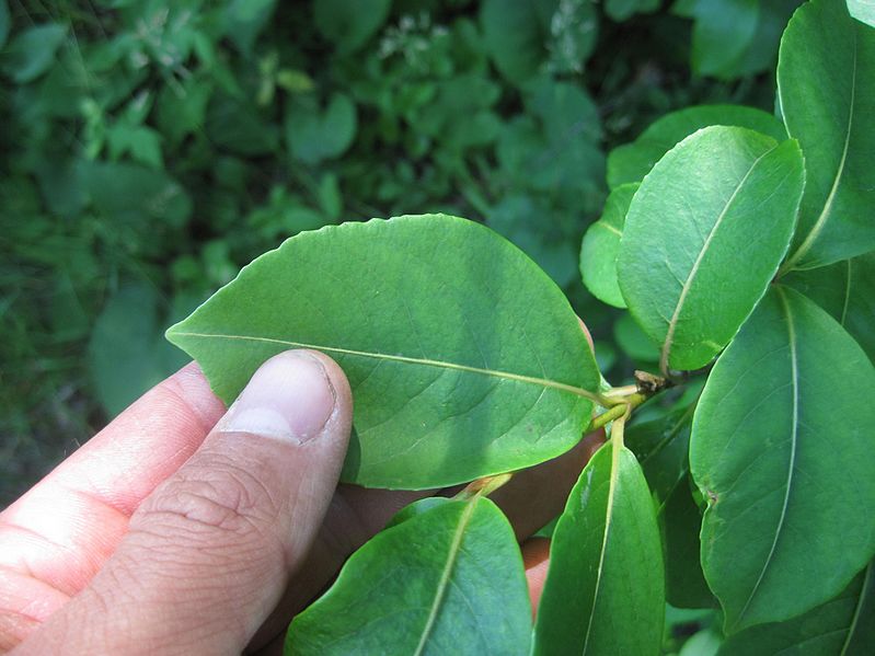 Wild Raisin Leaves
