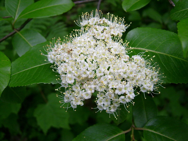 Wild Raisin Flowers