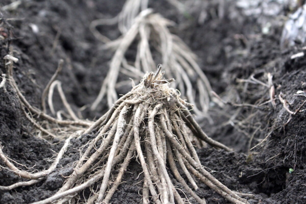 Planting Asparagus Crowns